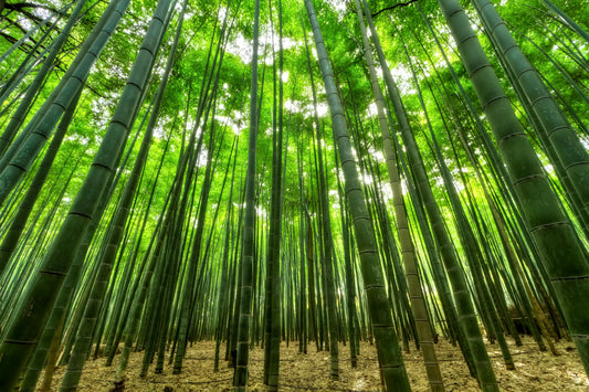 BAMBÚ: EL MATERIAL ECOLÓGICO DEL FUTURO QUE ESTÁ CAMBIANDO EL MUNDO